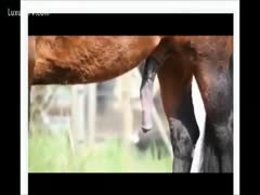 This outdoor wildlife film features an assortment of enormous horse dicks.